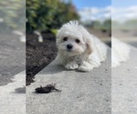 Small #5 Havanese