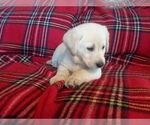 Small Photo #3 Labrador Retriever Puppy For Sale in BURIEN, WA, USA