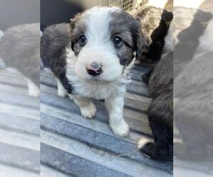 Aussiedoodle Puppy for sale in MOUNTAIN HOME, AR, USA