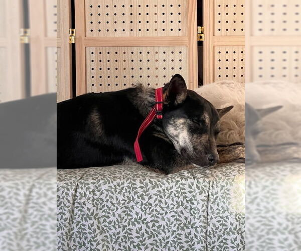 Medium Photo #1 Australian Shepherd-Unknown Mix Puppy For Sale in Jenkintown, PA, USA