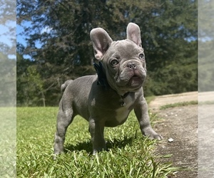 French Bulldog Puppy for sale in LOCUST GROVE, GA, USA