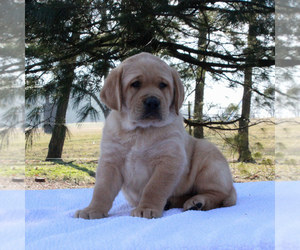 Labrador Retriever Puppy for sale in MYERSTOWN, PA, USA