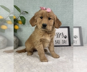 Golden Retriever Puppy for sale in FRANKLIN, IN, USA
