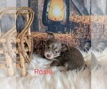 Puppy Rosie Chihuahua