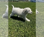 Small Photo #1 Miniature Labradoodle Puppy For Sale in QUINCY, MI, USA