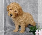 Small Photo #3 Labradoodle-Poodle (Miniature) Mix Puppy For Sale in FREDERICKSBG, OH, USA