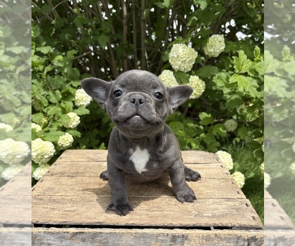 Medium Photo #2 French Bulldog Puppy For Sale in MIDDLEBURY, IN, USA