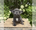 Small #1 French Bulldog