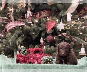 Aussie-Poo-Aussiedoodle Mix Puppy for sale in CONNERSVILLE, IN, USA