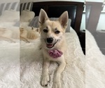 Small Photo #151 Pomsky Puppy For Sale in LOVELAND, CO, USA