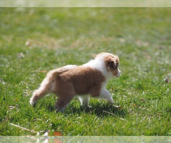Medium Photo #20 Miniature Australian Shepherd Puppy For Sale in ELMHURST, IL, USA