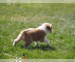 Small Photo #20 Miniature Australian Shepherd Puppy For Sale in ELMHURST, IL, USA