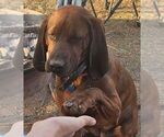 Small Photo #1 Redbone Coonhound Puppy For Sale in DENVER, PA, USA