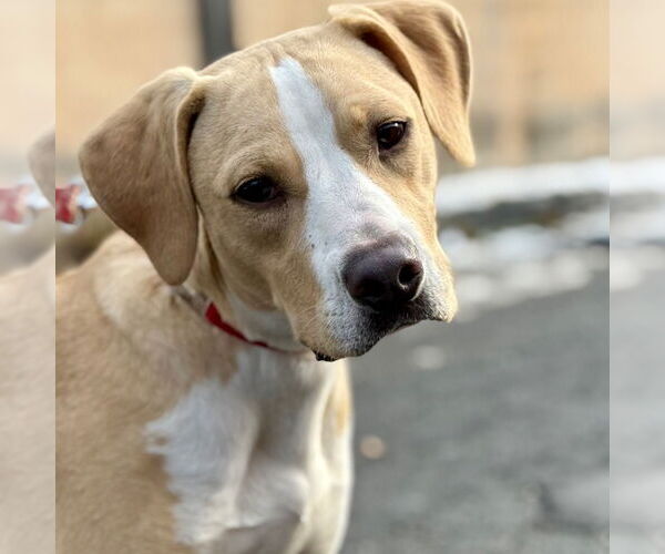 Medium Photo #3 Mutt Puppy For Sale in Canton, CT, USA