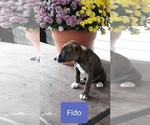 Small Mountain Cur