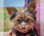 Small #5 Mutt