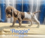 Small Photo #3 German Shorthaired Pointer Puppy For Sale in GRAND ISLAND, NE, USA