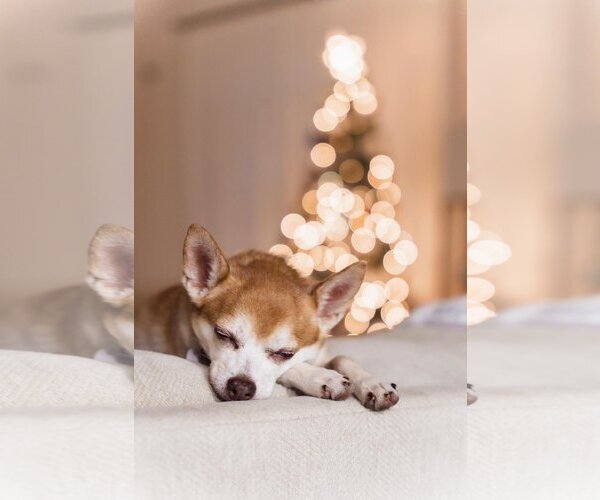 Medium Photo #5 Chihuahua Puppy For Sale in  Ramona, CA, USA