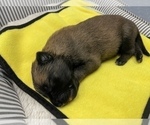 Small Photo #174 Belgian Malinois Puppy For Sale in REESEVILLE, WI, USA