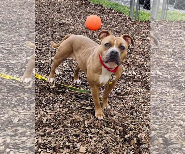 Medium Photo #3 Mutt Puppy For Sale in Clarkesville, GA, USA