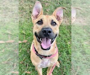 Medium German Shepherd Dog Mix