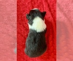 Small #6 Australian Shepherd