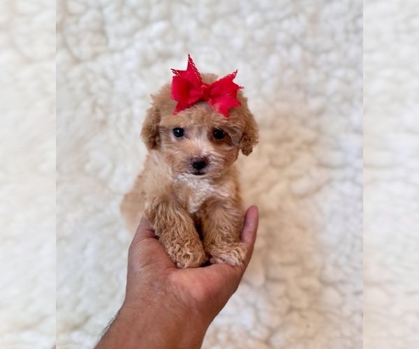 Medium Photo #3 Poodle (Toy) Puppy For Sale in REDLANDS, CA, USA