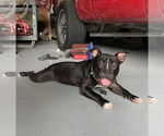 Small #2 Mutt