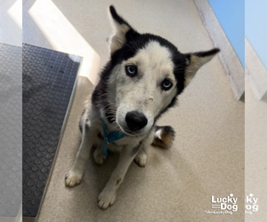 Siberian Husky-Unknown Mix Dogs for adoption in Washington, DC, USA