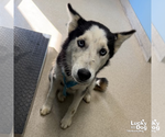 Azula - Female Siberian Husky-Unknown Mix Dog for Adoption - Small photo
