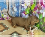 Small #3 Dachshund