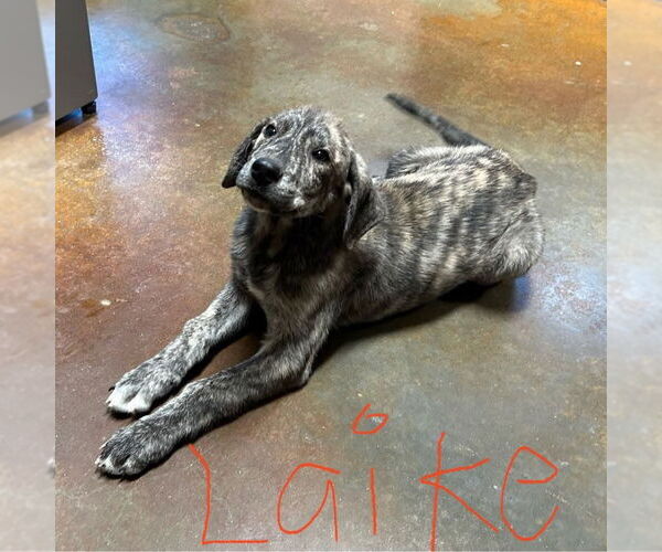 Medium Photo #1 Plott Hound-Unknown Mix Puppy For Sale in Rockaway, NJ, USA