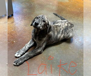 Plott Hound-Unknown Mix Dogs for adoption in Rockaway, NJ, USA