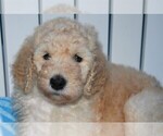 Small Photo #5 Poodle (Standard) Puppy For Sale in MALABAR, FL, USA