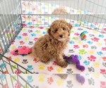 Small #9 Cock-A-Poo-Poodle (Miniature) Mix