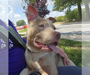 American Pit Bull Terrier-Unknown Mix Dogs for adoption in Millersville, MD, USA