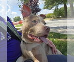 Small American Pit Bull Terrier Mix