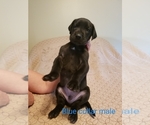 Small Photo #3 Great Dane Puppy For Sale in MOUNT GILEAD, OH, USA