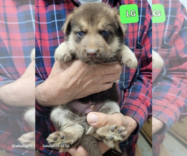 Medium Photo #6 German Shepherd Dog Puppy For Sale in SCOTTSVILLE, KY, USA