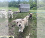 Small #3 Maltese Mix
