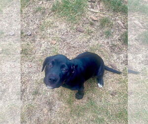 Labrador Retriever-Unknown Mix Dogs for adoption in Germantown, OH, USA