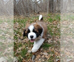 Saint Bernard Puppy for sale in PEQUOT LAKES, MN, USA