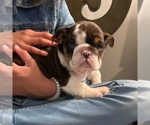 English Bulldog Puppy for sale in HORN LAKE, MS, USA