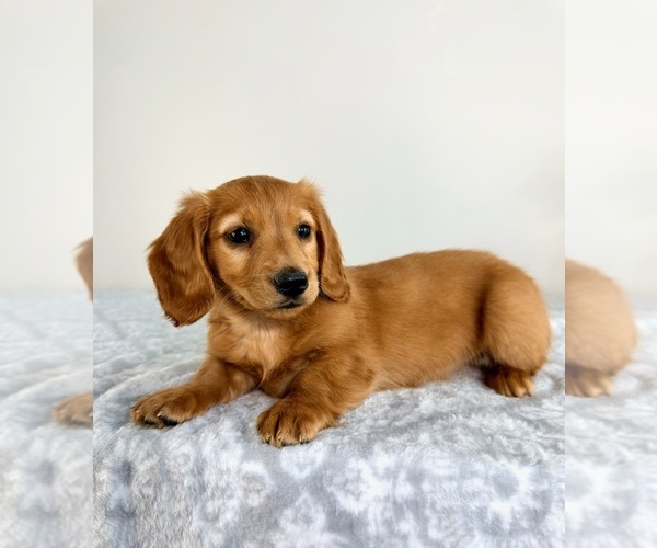 Medium Photo #1 Dachshund Puppy For Sale in GREENFIELD, IN, USA