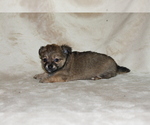 Small Photo #14 Chihuahua Puppy For Sale in HUDSONVILLE, MI, USA