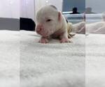 Small #3 American Bulldog