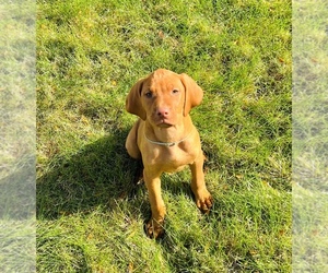 Vizsla Puppy for sale in HYRUM, UT, USA