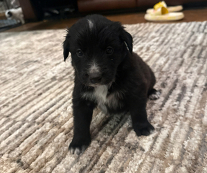 Bernedoodle-Miniature Australian Shepherd Mix Puppy for sale in JONES, OK, USA