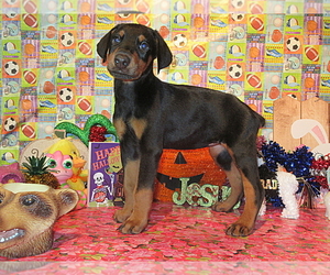 Doberman Pinscher Puppy for Sale in LONDON, Kentucky USA