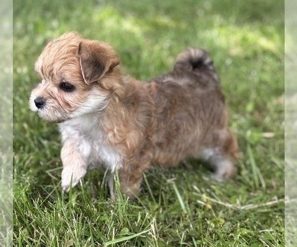 Medium Photo #11 Morkie Puppy For Sale in ROCK STREAM, NY, USA